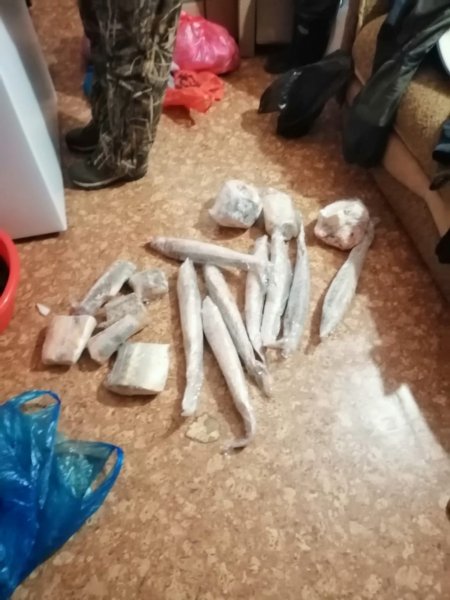 В Енотаевском районе сотрудники уголовного розыска обнаружили у местных жителей незаконно добытых осетровых и черную икру